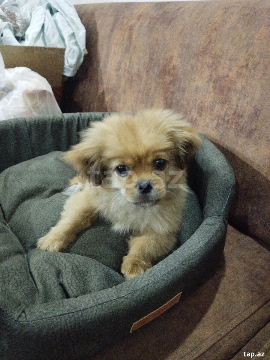 Pekines  (3)
