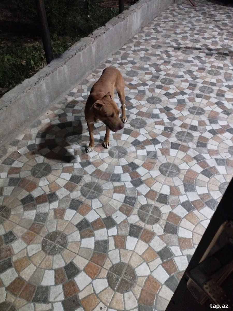 Pitbul