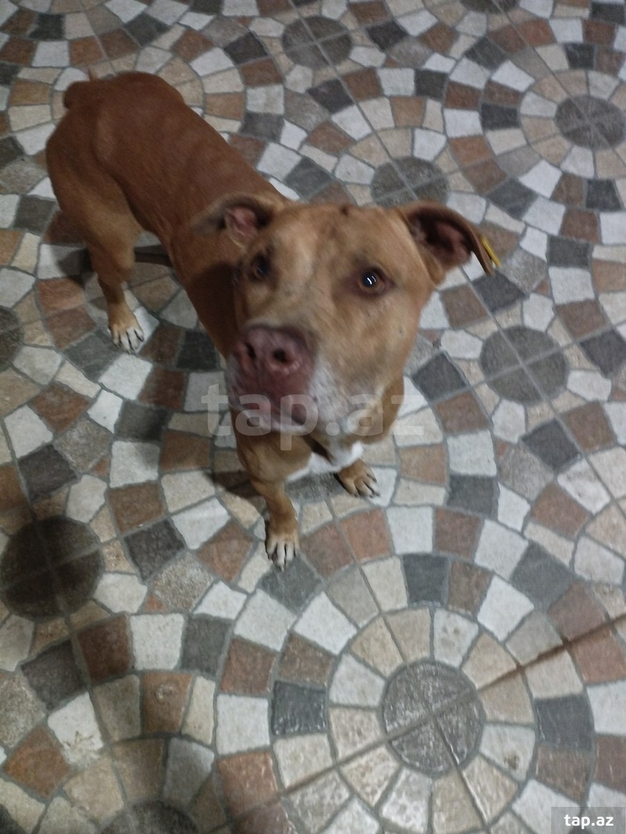 Pitbul (4)