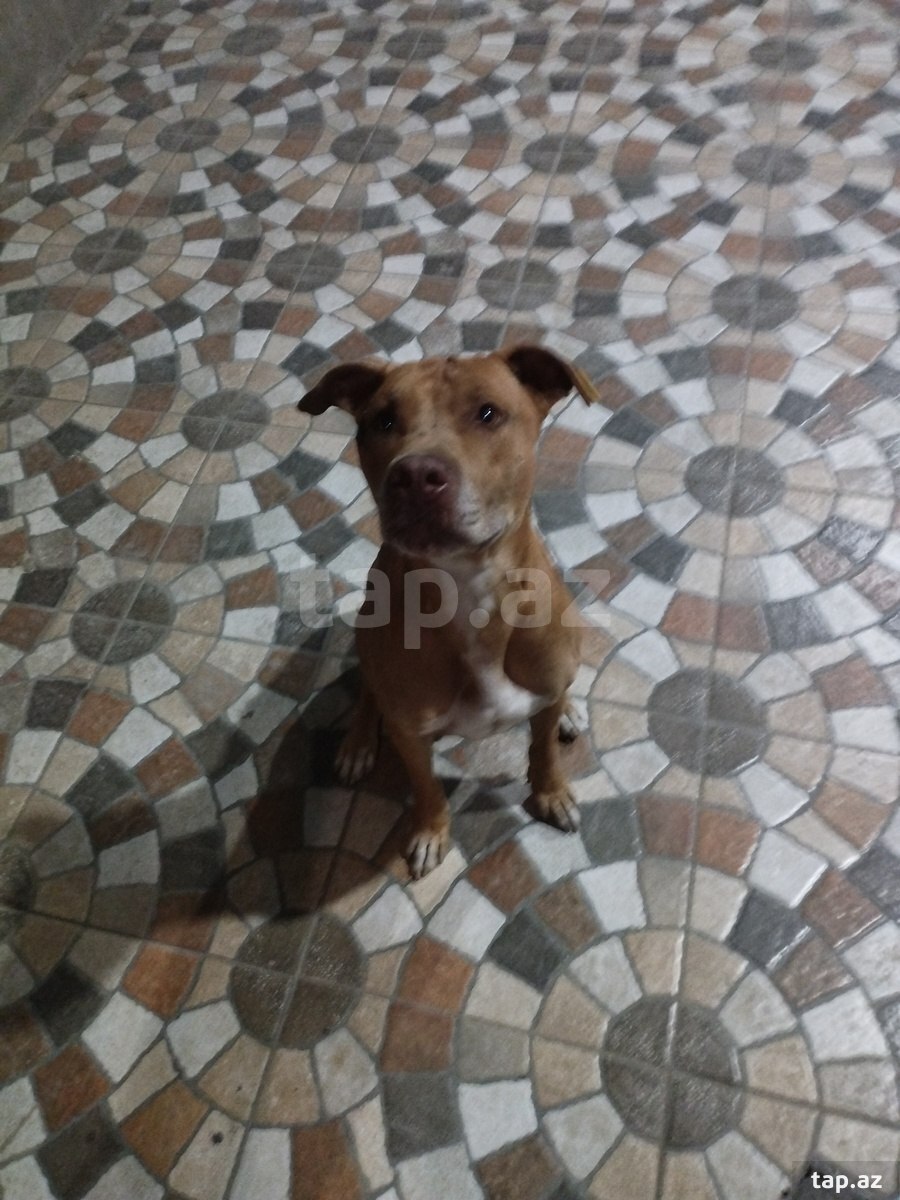 Pitbul (3)