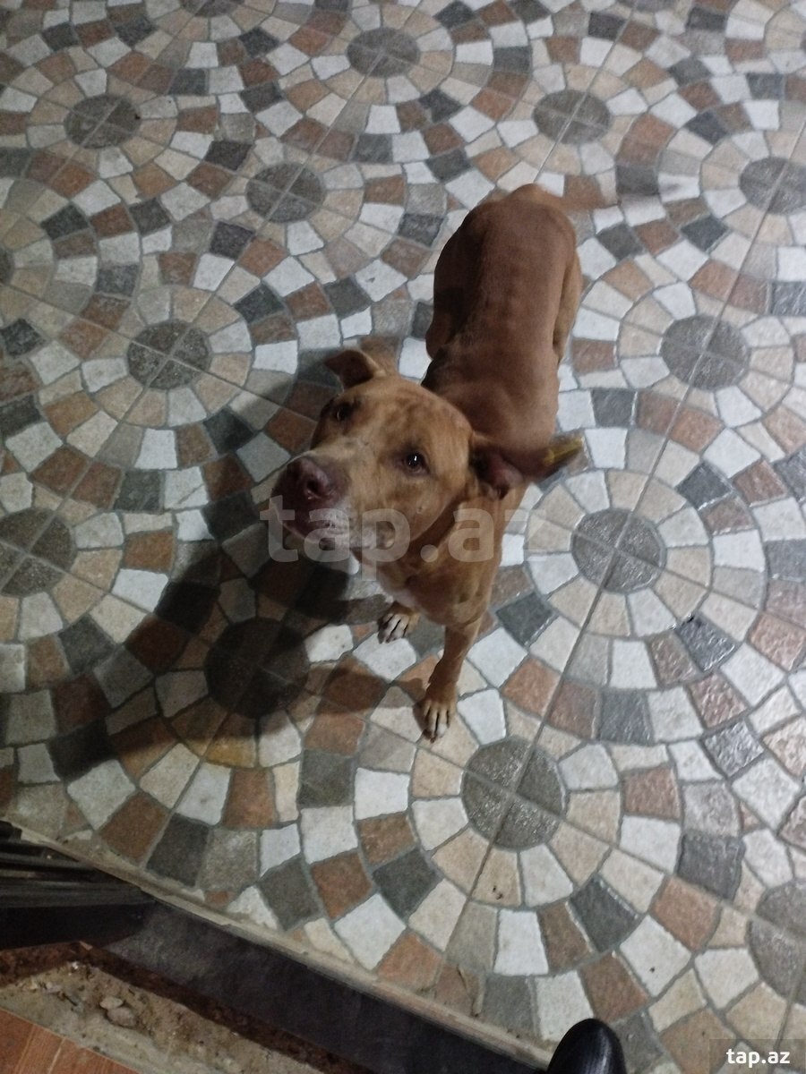 Pitbul (2)