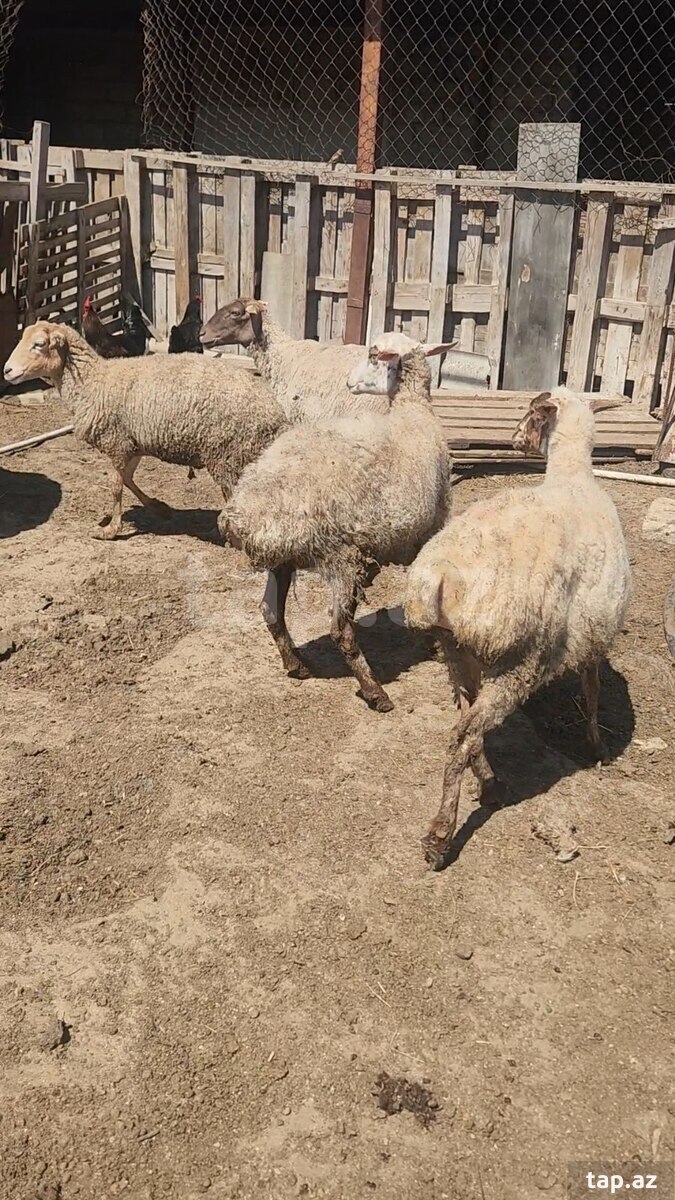 Qoyunlar (2)