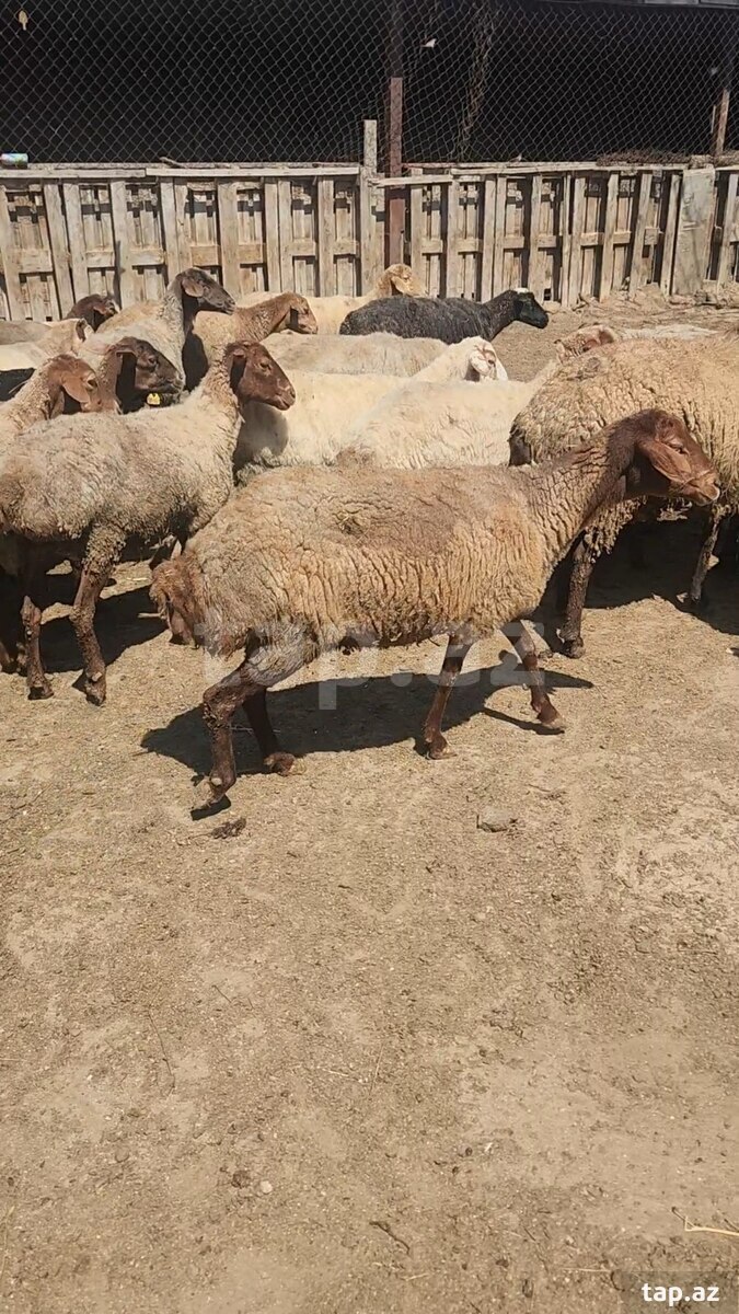 Qoyunlar (3)