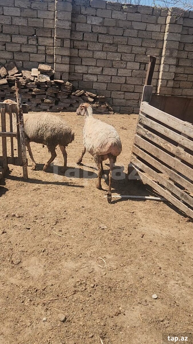 Qoyunlar (5)