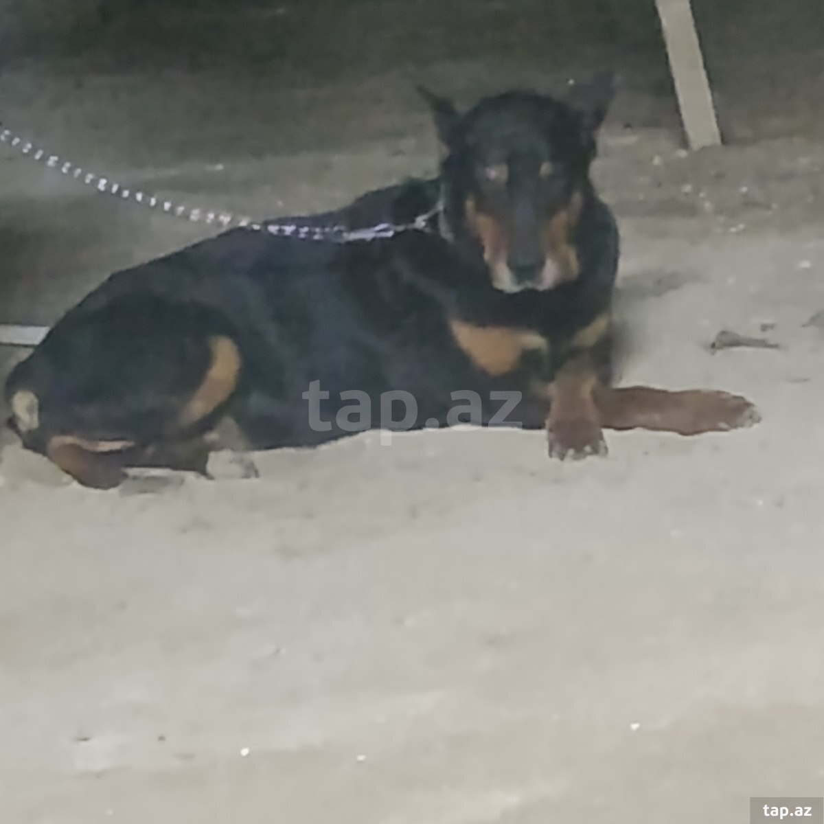 Doberman