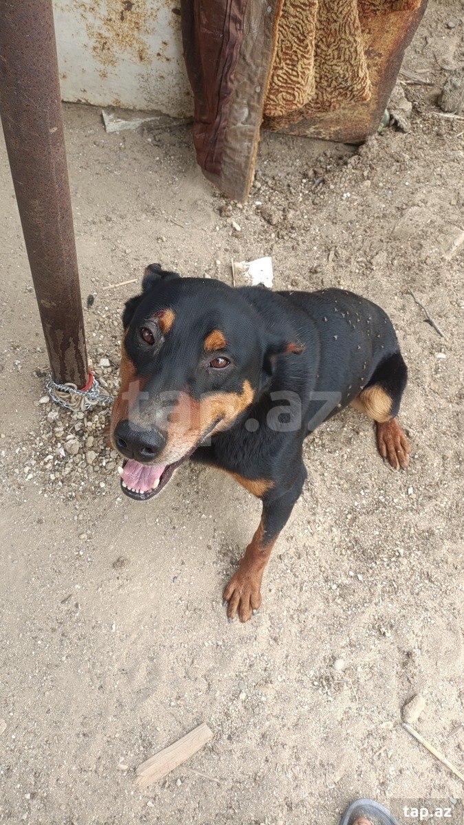 Doberman (2)