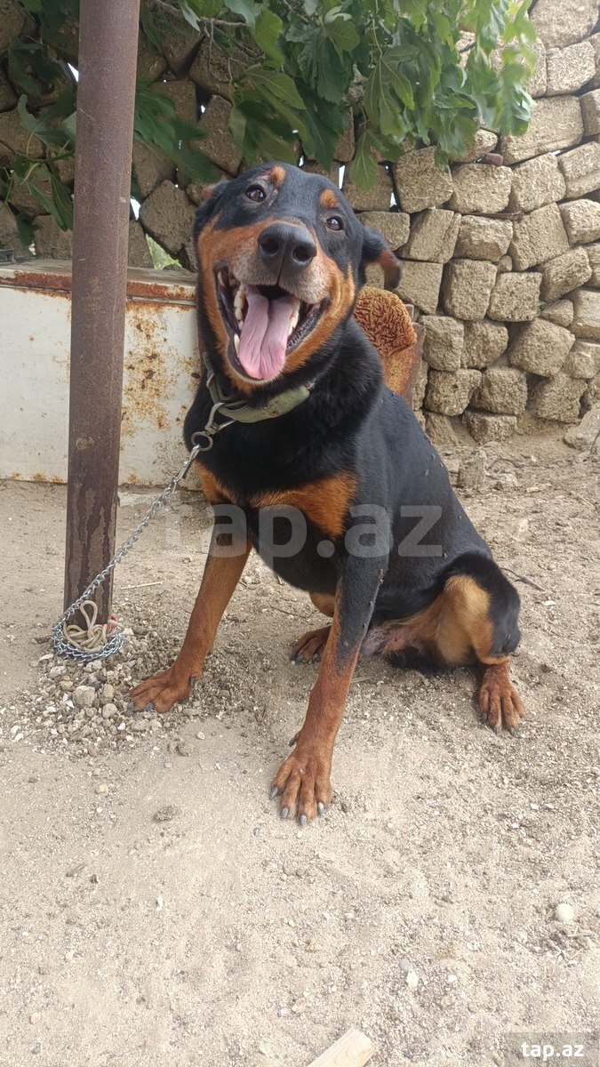 Doberman (3)