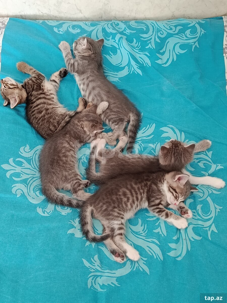 Şotland pişiyi balaları