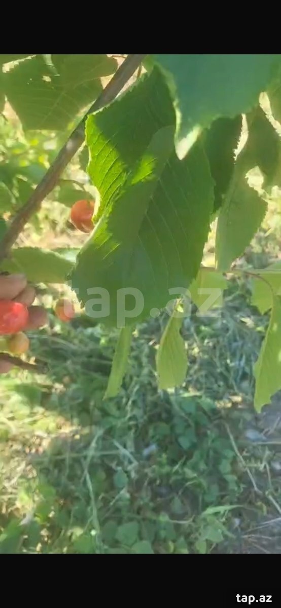 500 sot torpaq sahəsi, Xaçmaz r. (7)