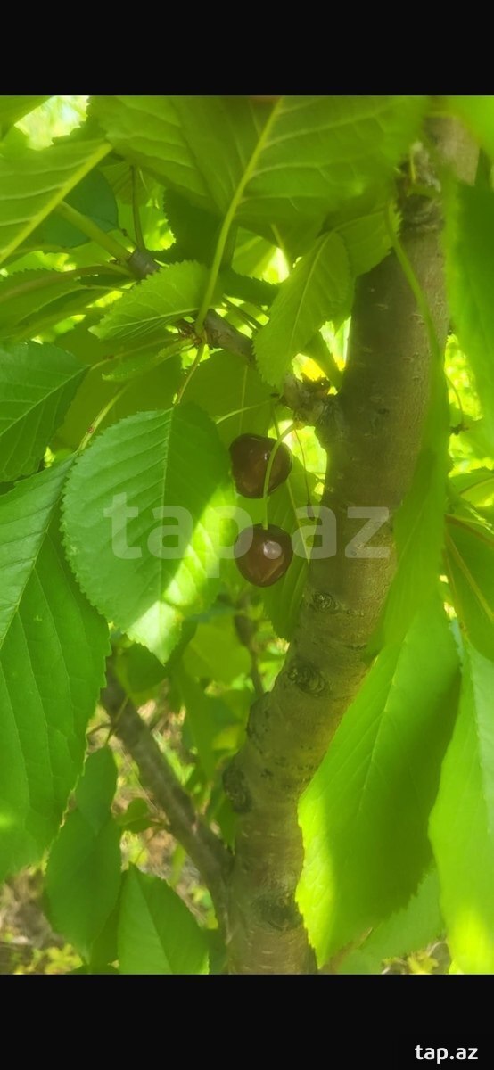 500 sot torpaq sahəsi, Xaçmaz r. (10)