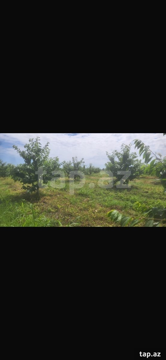 500 sot torpaq sahəsi, Xaçmaz r. (11)