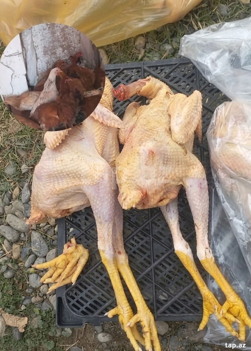Toyuq əti