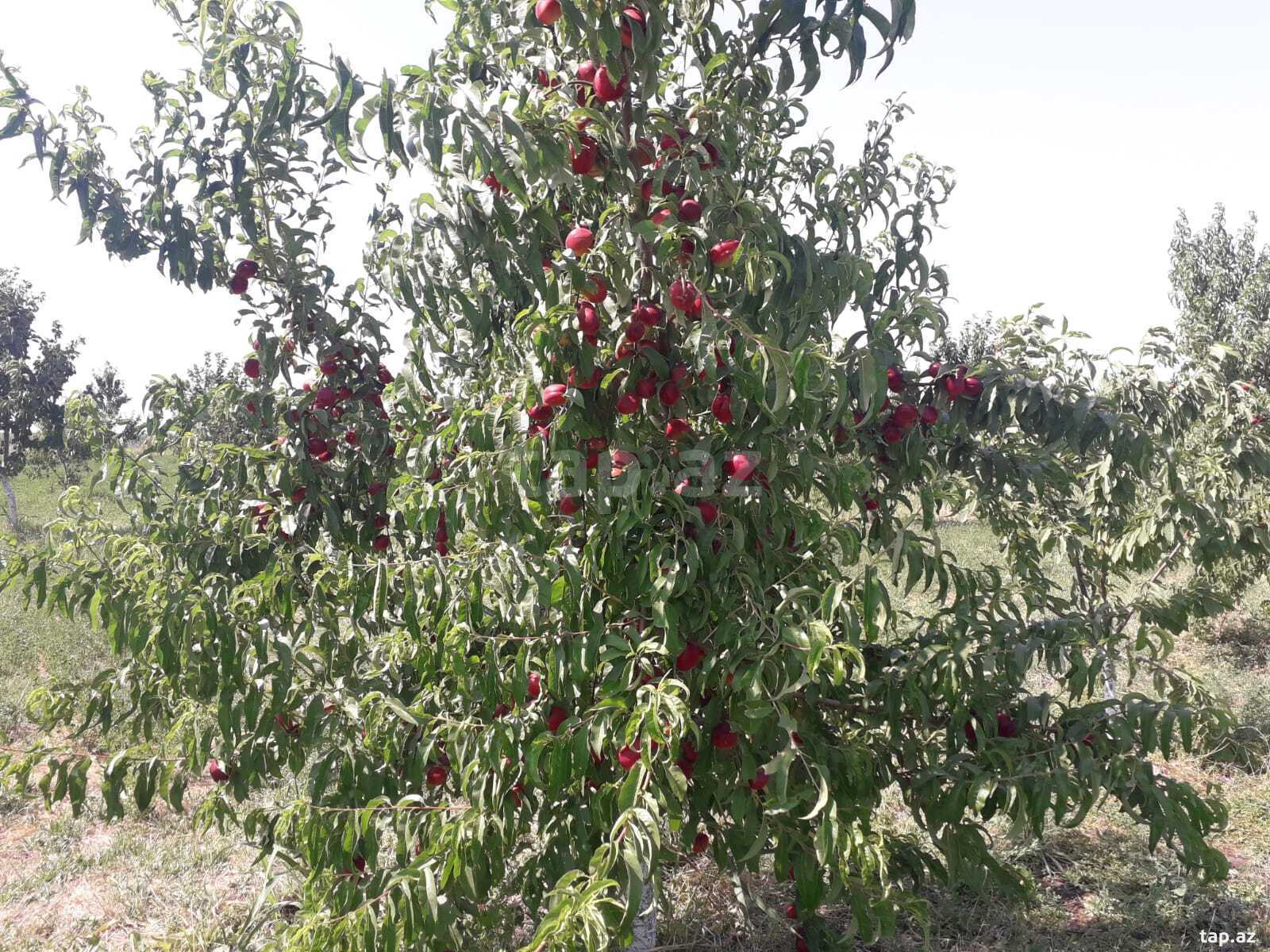 Obyekt, Quba r. (11)