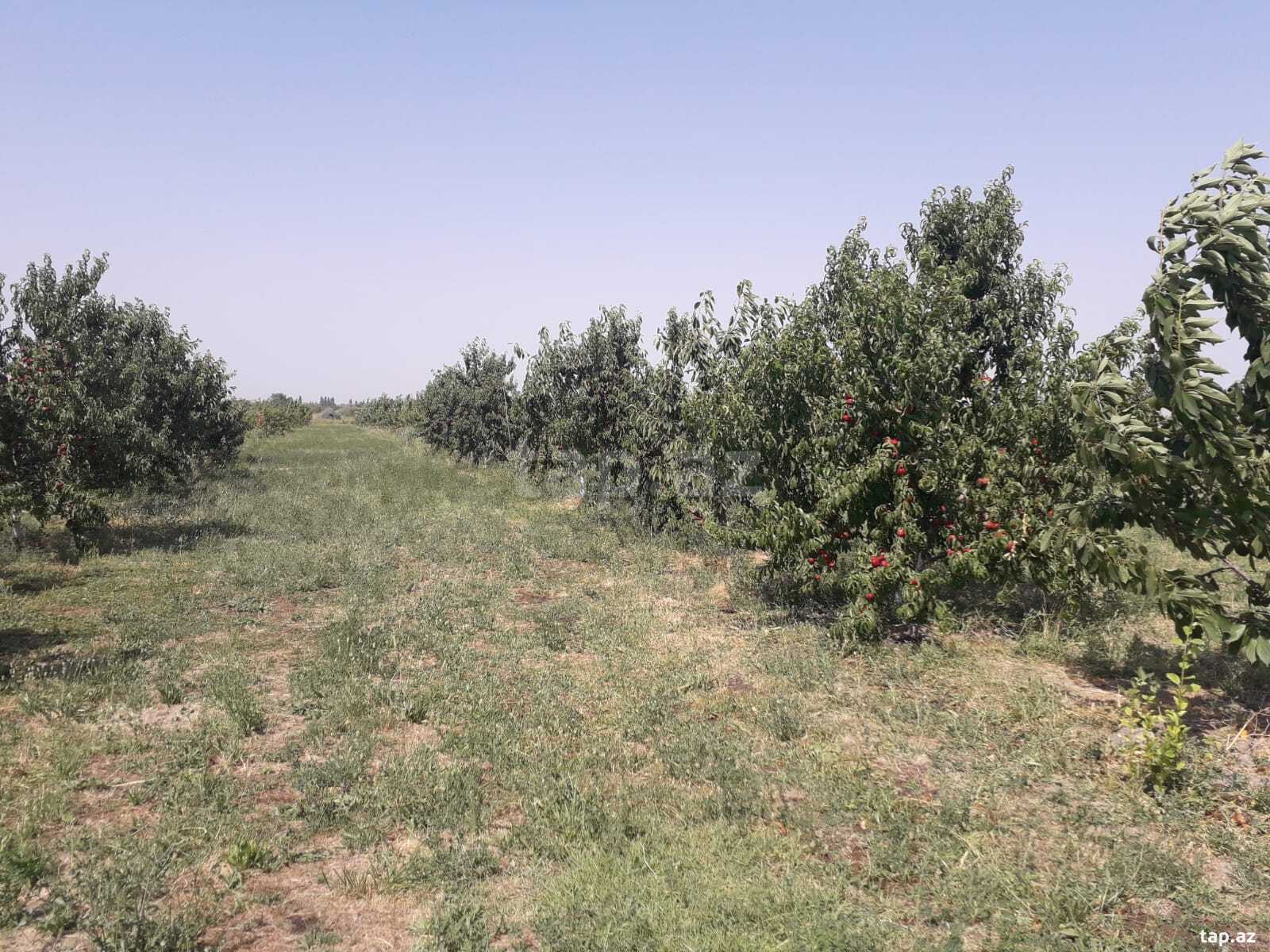 Obyekt, Quba r. (12)