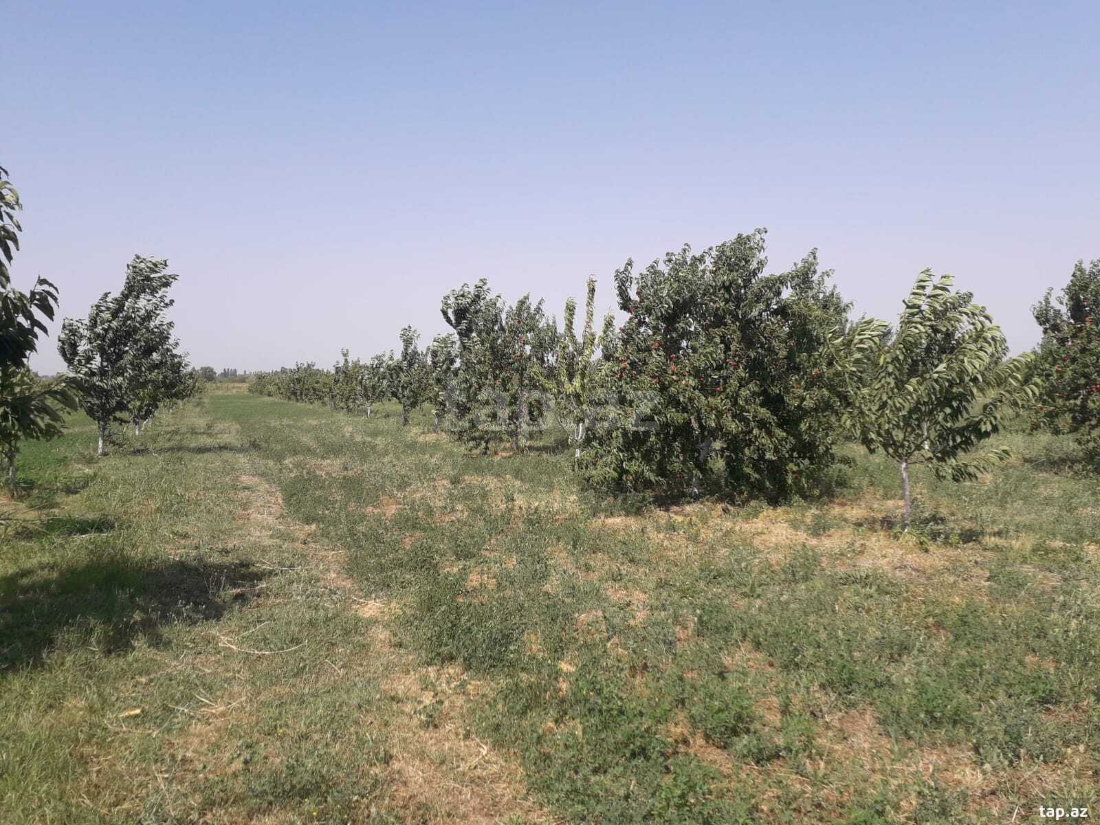 Obyekt, Quba r. (14)