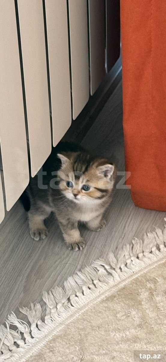 Qızılı şinşilla pişiyi balaları