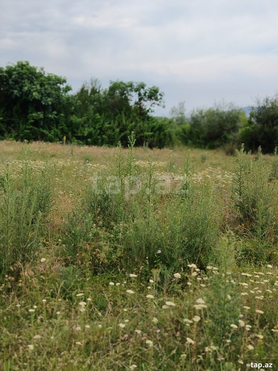 3 sot torpaq sahəsi, Şəki r. (5)