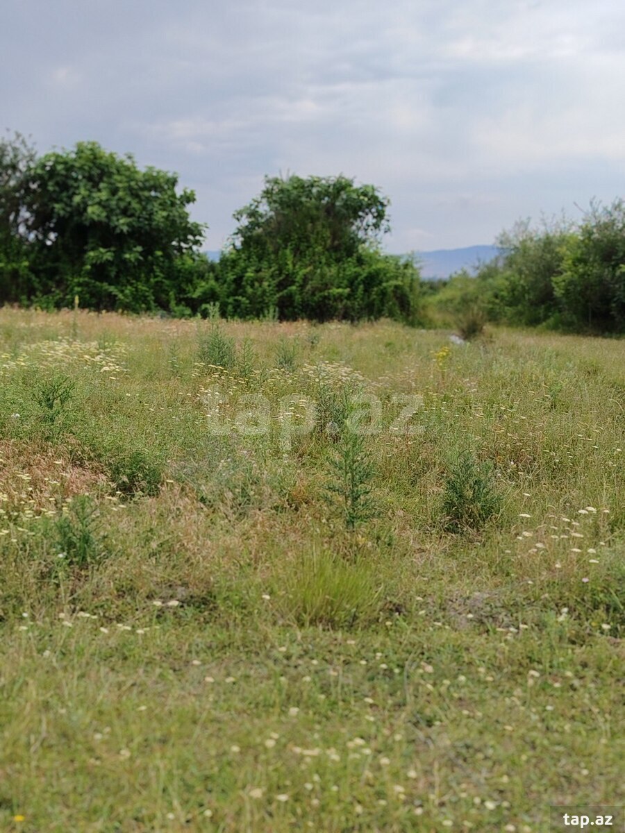 3 sot torpaq sahəsi, Şəki r. (2)