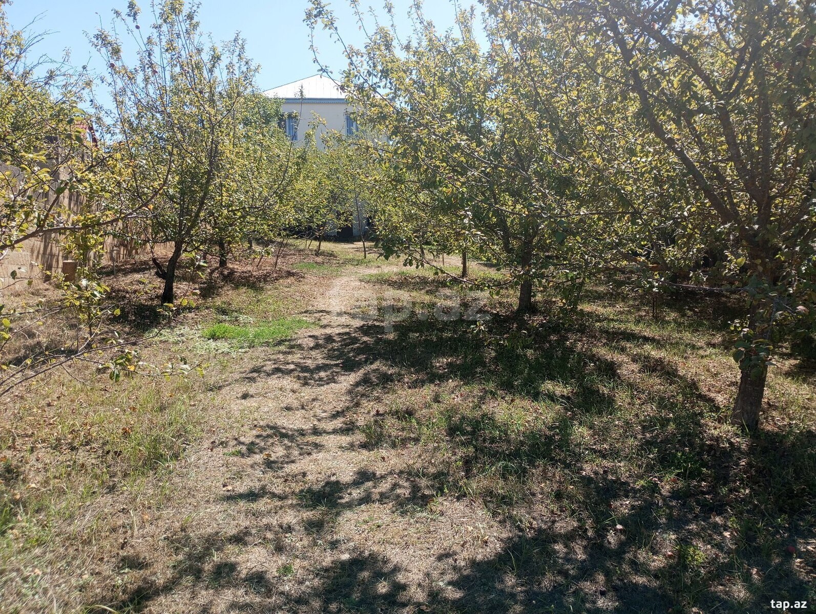 Həyət evi, Şamax ş. (6)