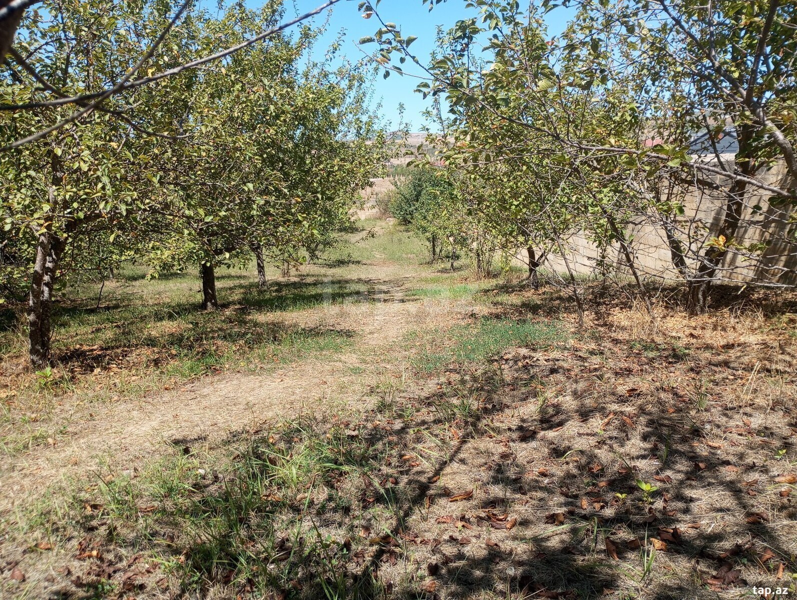 Həyət evi, Şamax ş. (8)