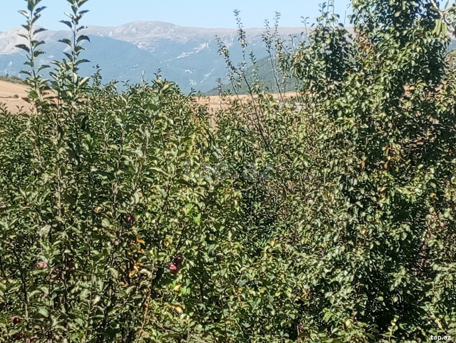 Həyət evi, Şamax ş. (11)