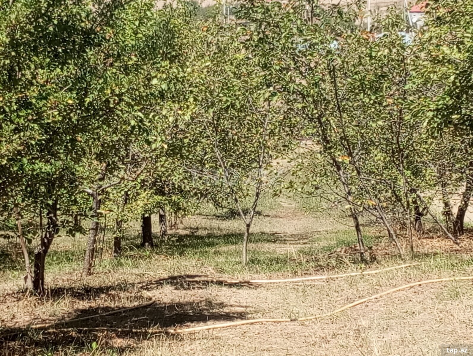 Həyət evi, Şamax ş. (12)