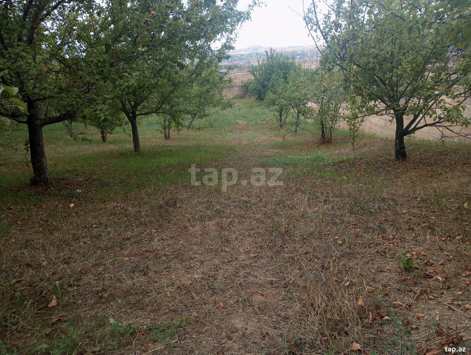 Həyət evi, Şamax ş. (20)