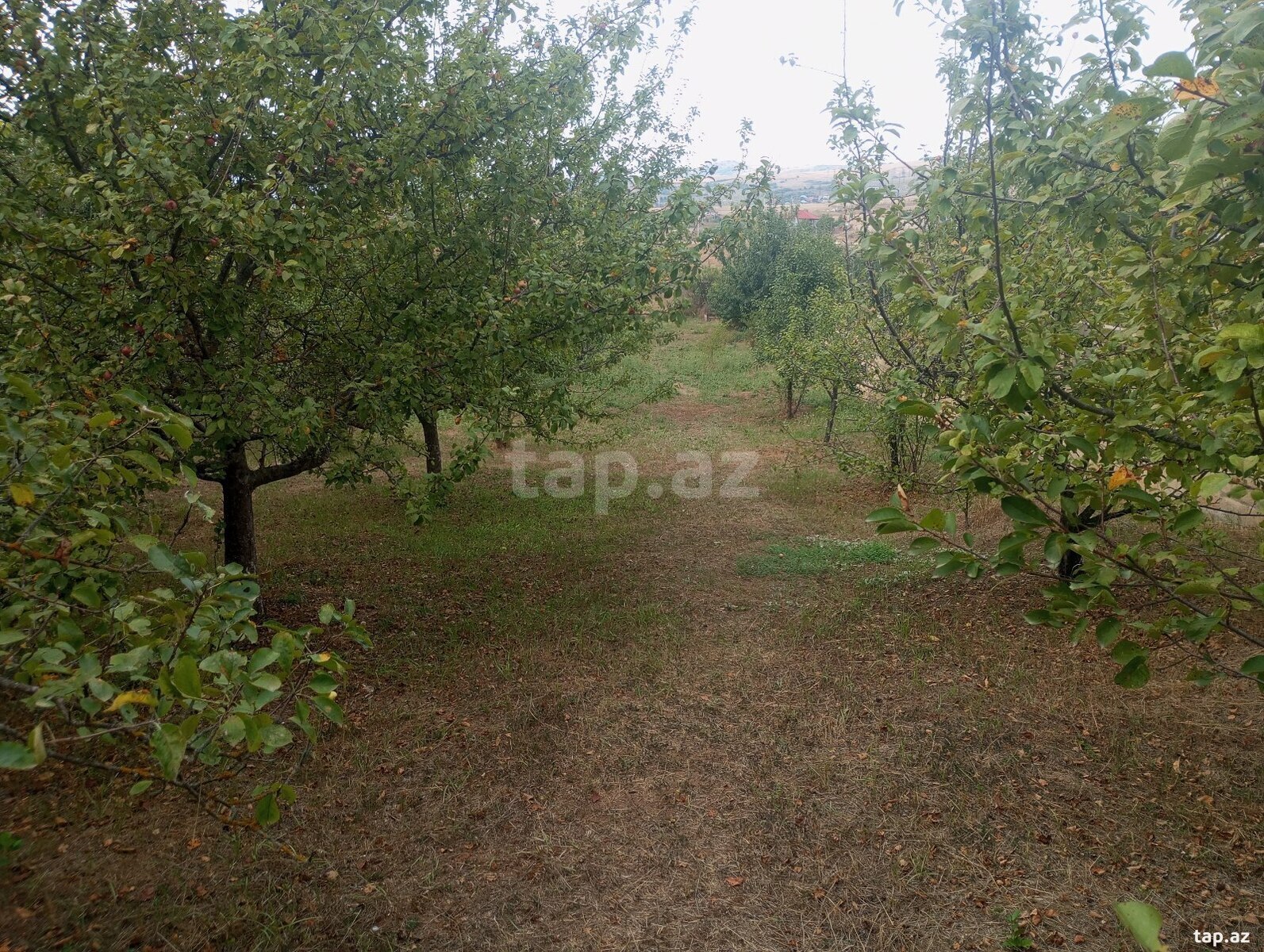 Həyət evi, Şamax ş. (21)