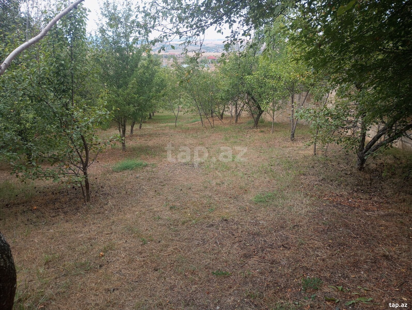 Həyət evi, Şamax ş. (24)