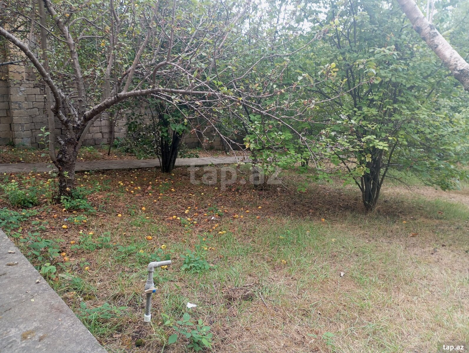Həyət evi, Şamax ş. (23)