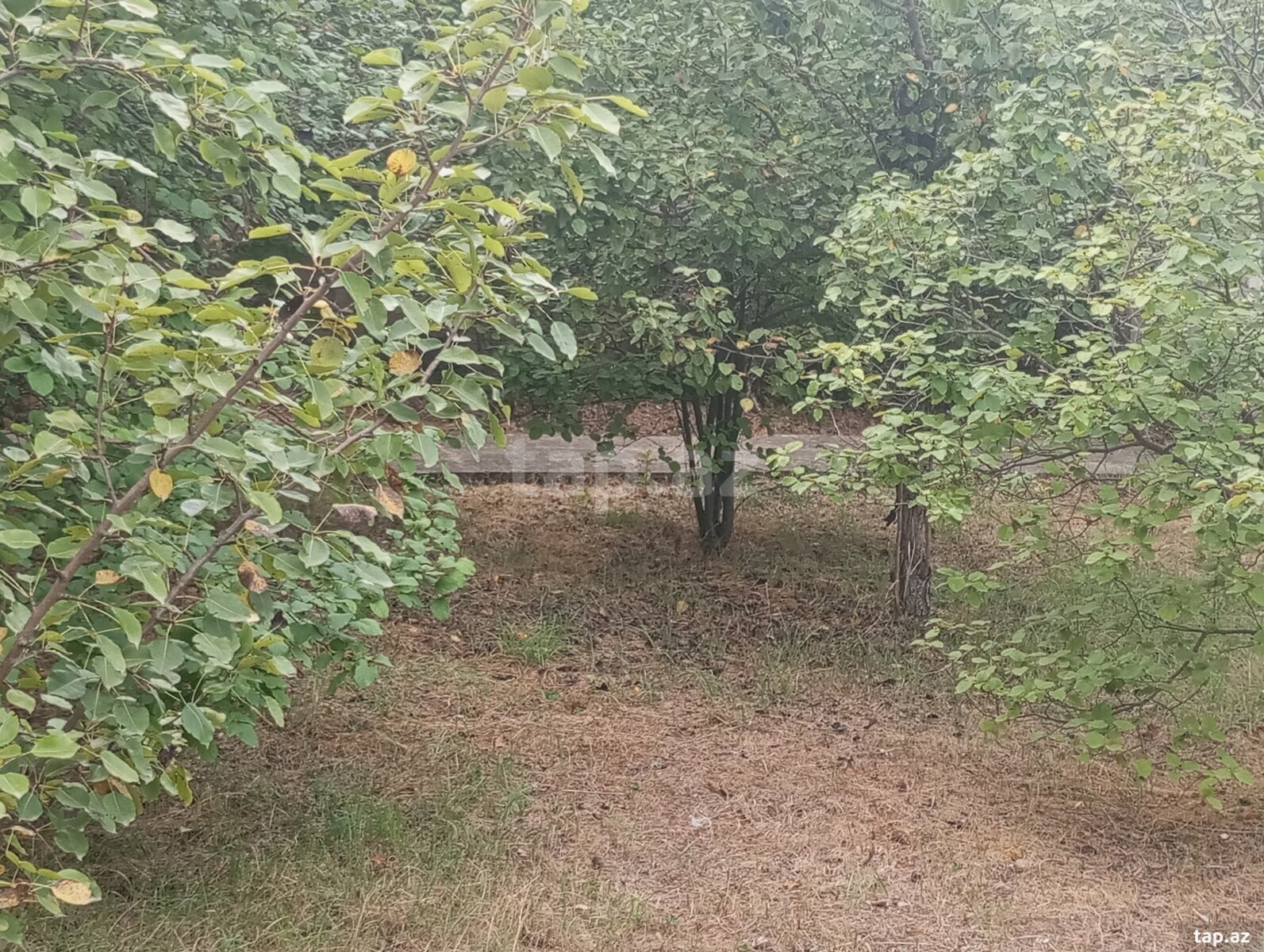 Həyət evi, Şamax ş. (26)