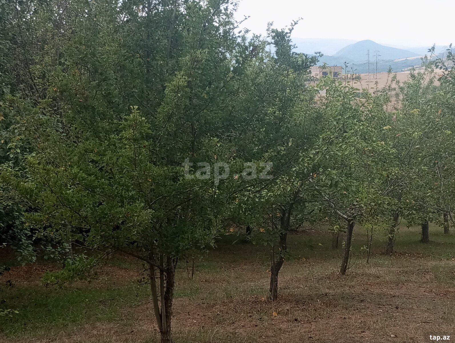 Həyət evi, Şamax ş. (27)
