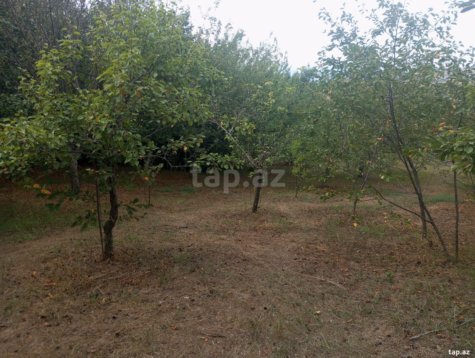 Həyət evi, Şamax ş. (28)