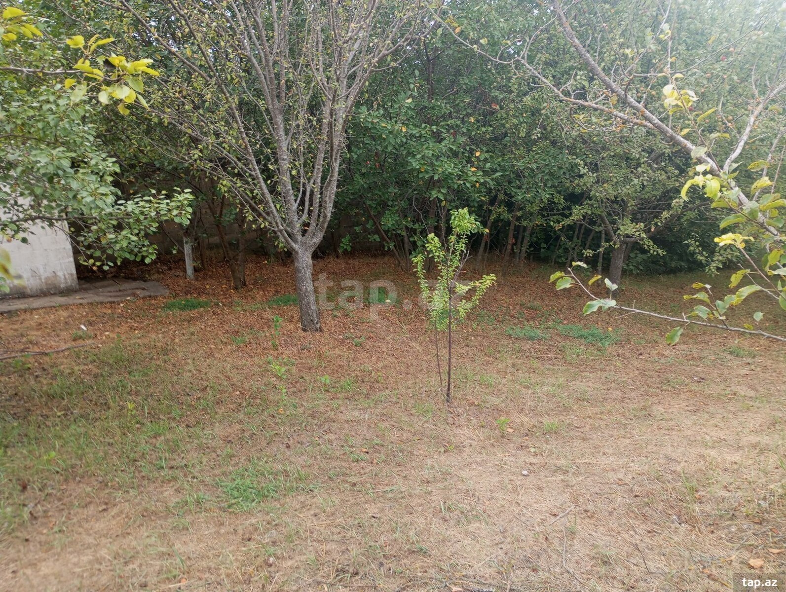 Həyət evi, Şamax ş. (29)