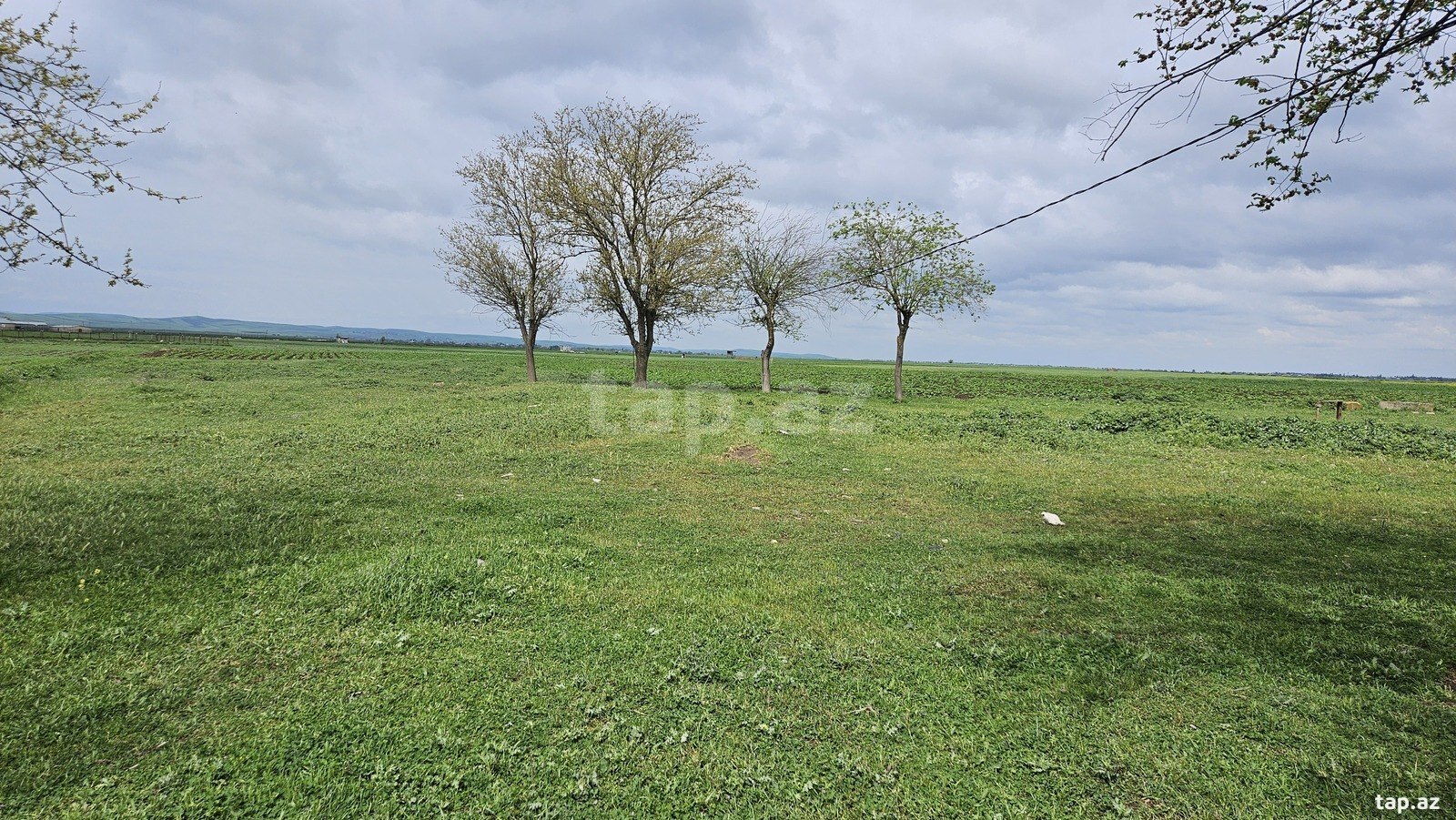 58 sot torpaq sahəsi, Cəlilabad r. (3)