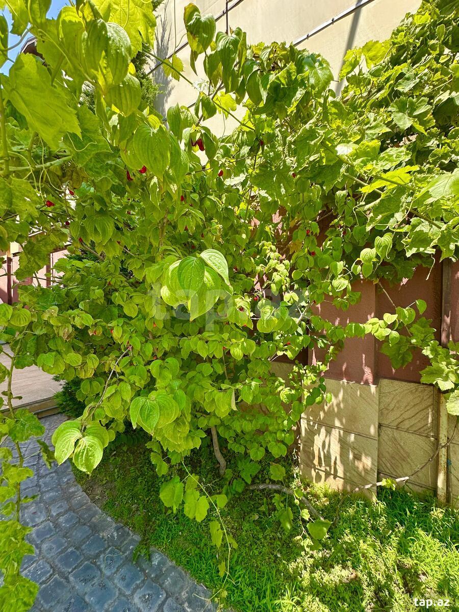Bağ evi kirayə verilir, Mərdəkan qəs. (7)