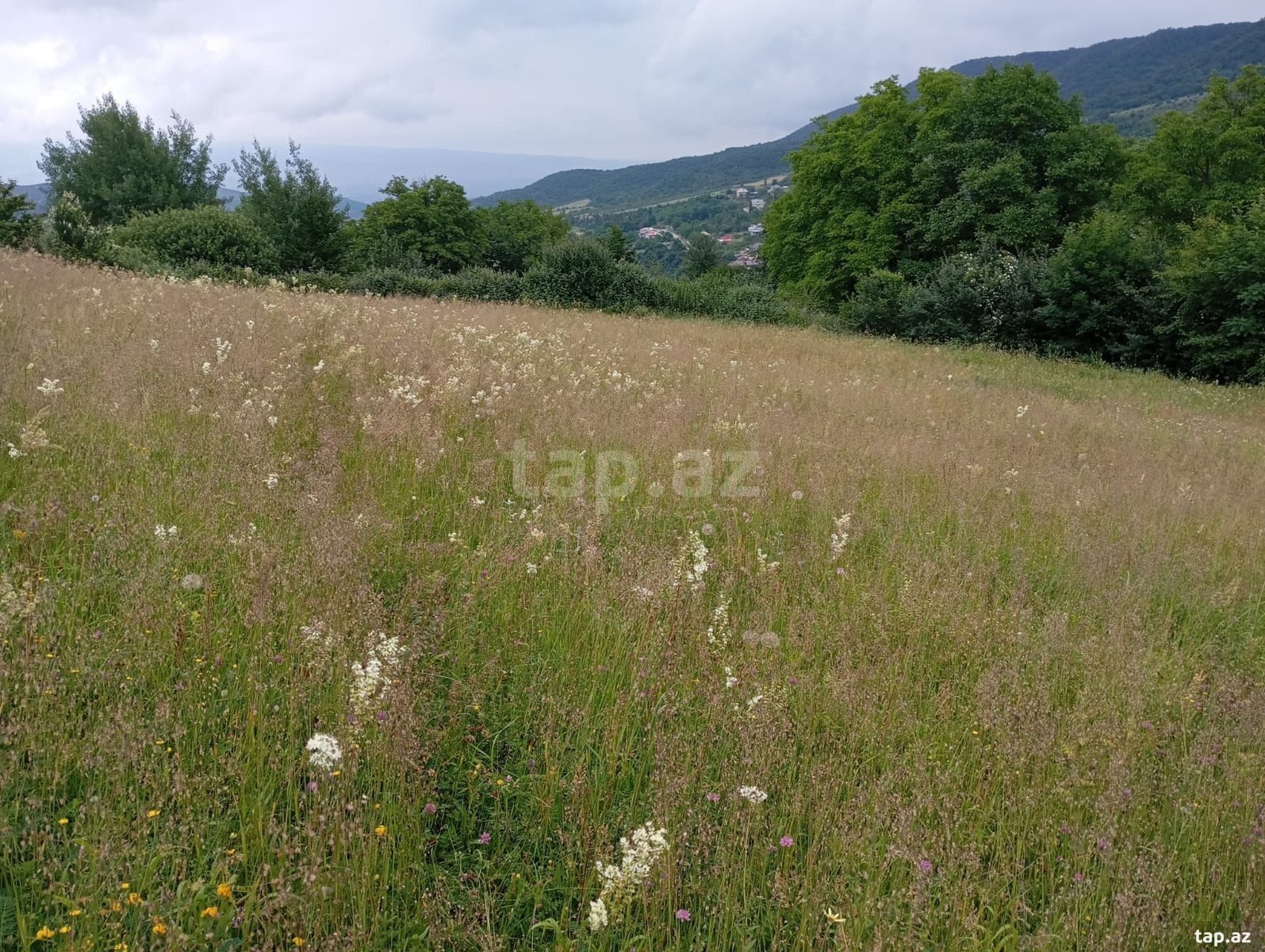 42 sot torpaq sahəsi, Qusar r. (3)