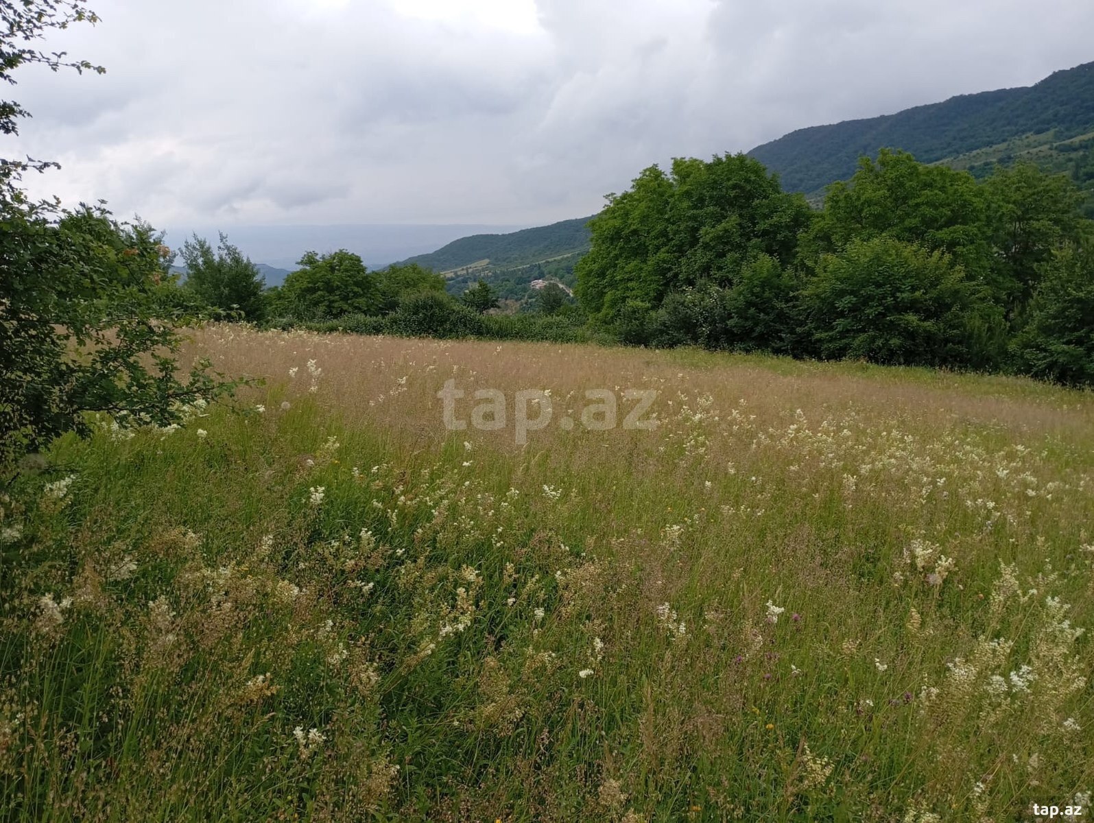 42 sot torpaq sahəsi, Qusar r. (7)