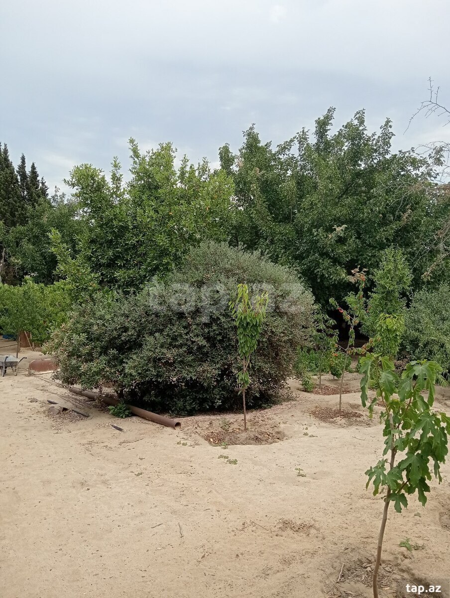 29 sot torpaq sahəsi, Novxanı qəs. (10)