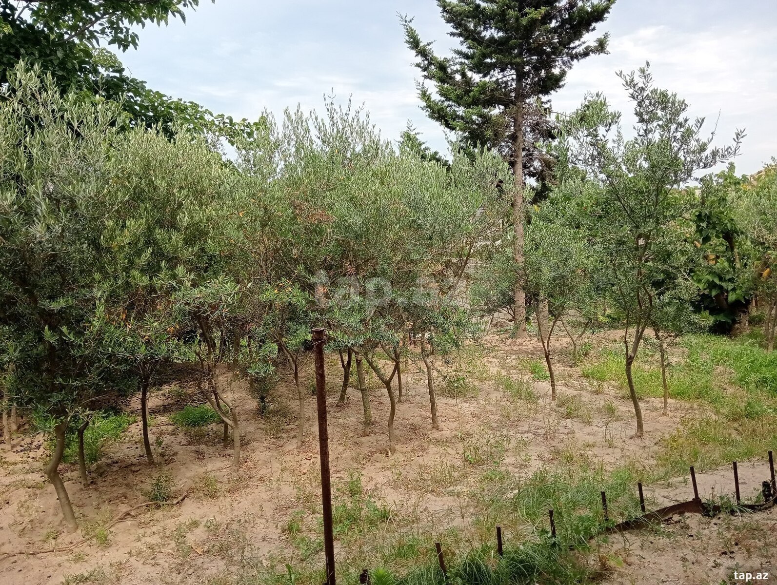 29 sot torpaq sahəsi, Novxanı qəs. (16)