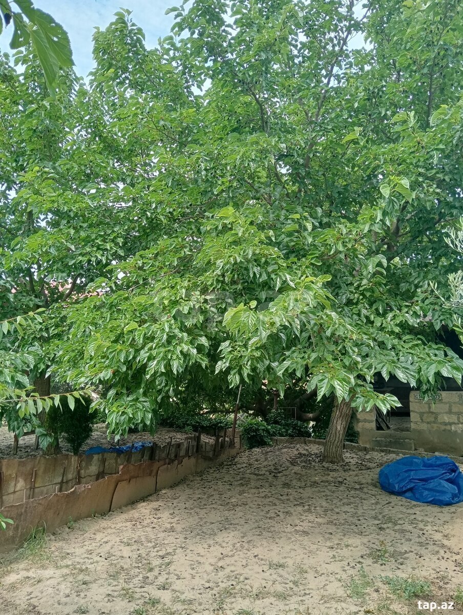 29 sot torpaq sahəsi, Novxanı qəs. (15)