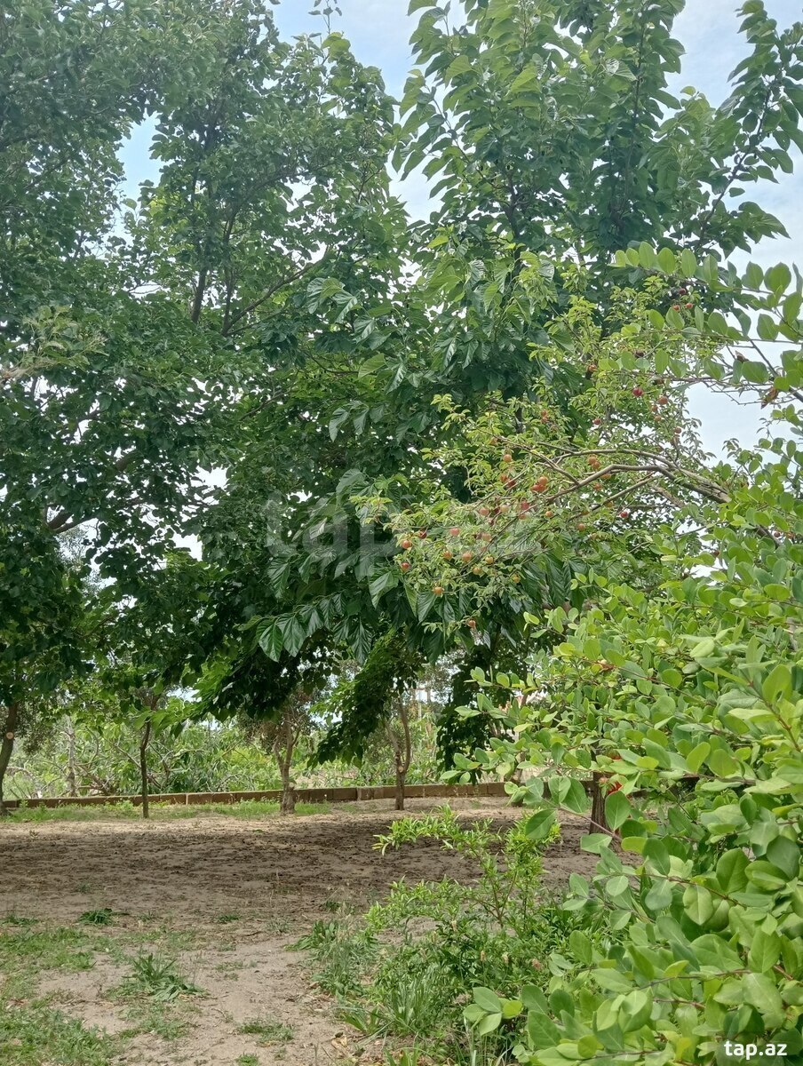 29 sot torpaq sahəsi, Novxanı qəs. (18)