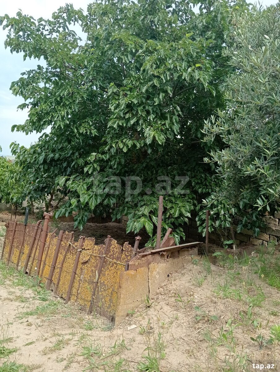 29 sot torpaq sahəsi, Novxanı qəs. (21)