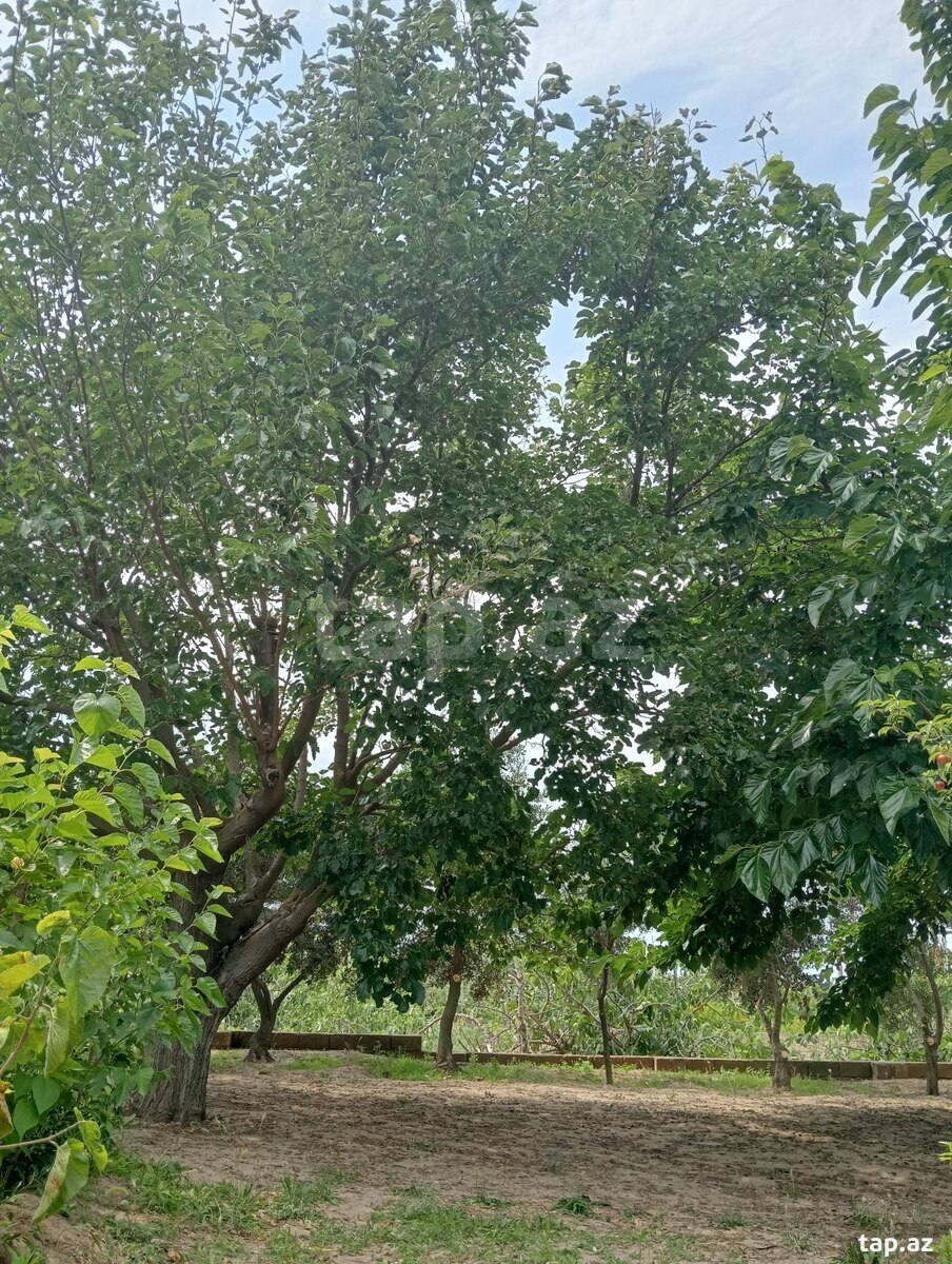 29 sot torpaq sahəsi, Novxanı qəs. (19)