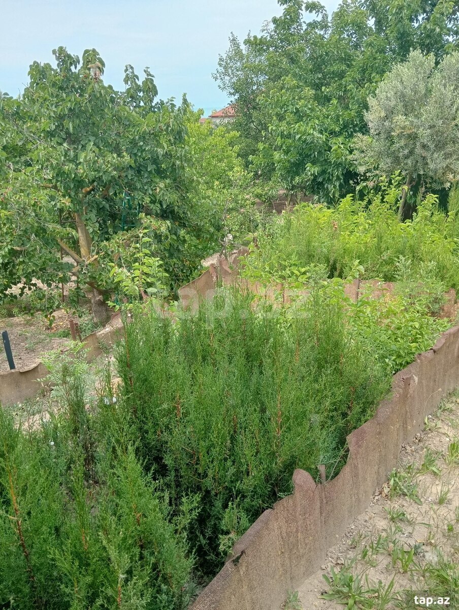 29 sot torpaq sahəsi, Novxanı qəs. (22)