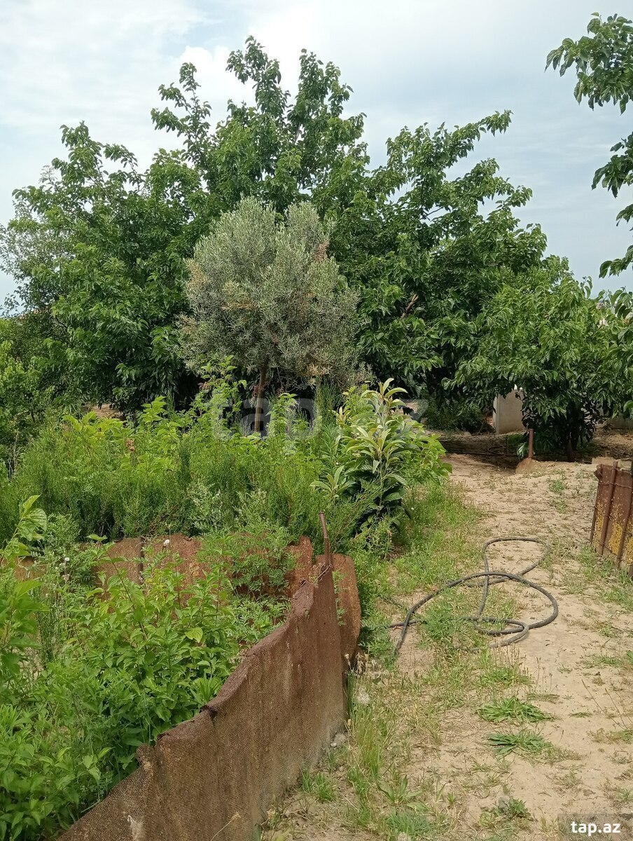 29 sot torpaq sahəsi, Novxanı qəs. (24)