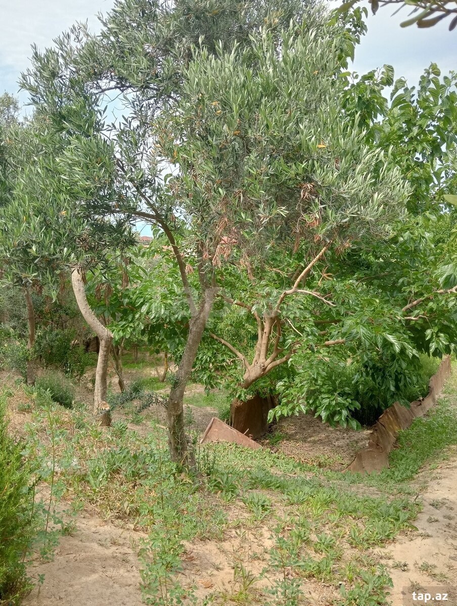 29 sot torpaq sahəsi, Novxanı qəs. (27)