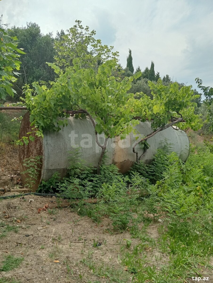 29 sot torpaq sahəsi, Novxanı qəs. (29)