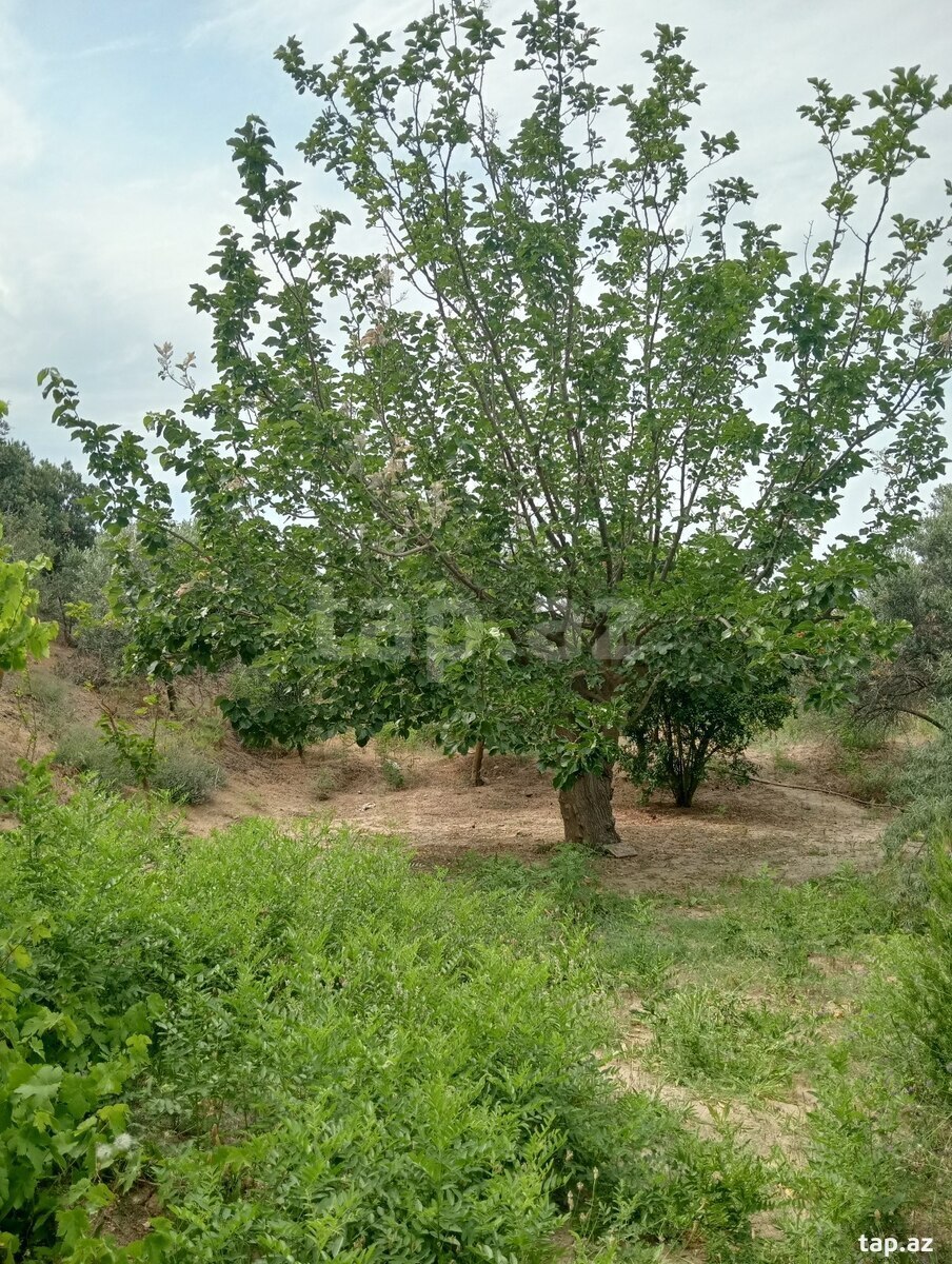 29 sot torpaq sahəsi, Novxanı qəs. (32)