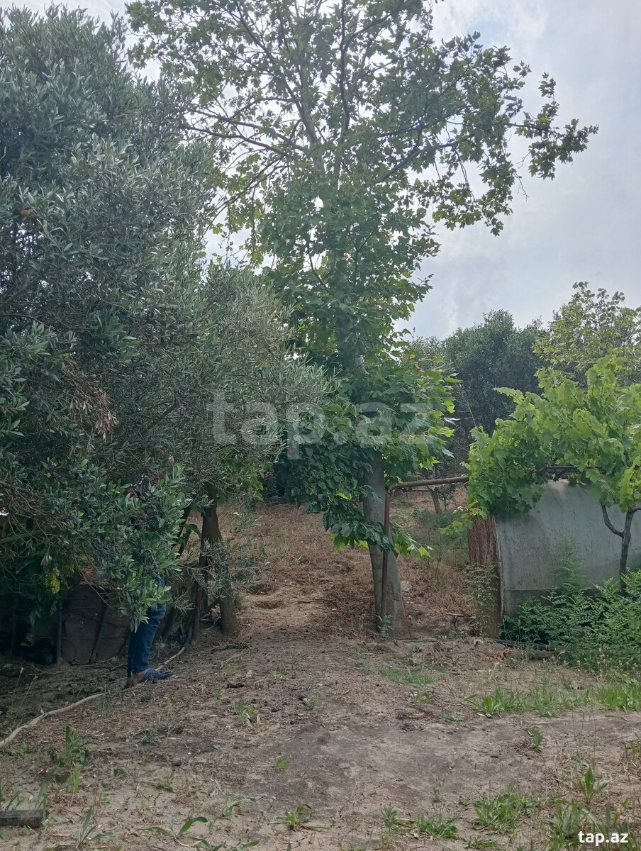 29 sot torpaq sahəsi, Novxanı qəs. (31)
